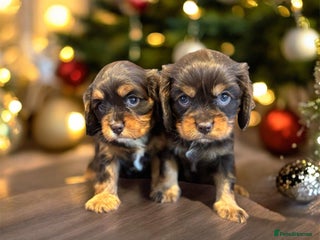 Cavalier King Charles Spaniel dogs 🌟 Chocolate & Tan Cavalier King Charles🌟 - Advert 1