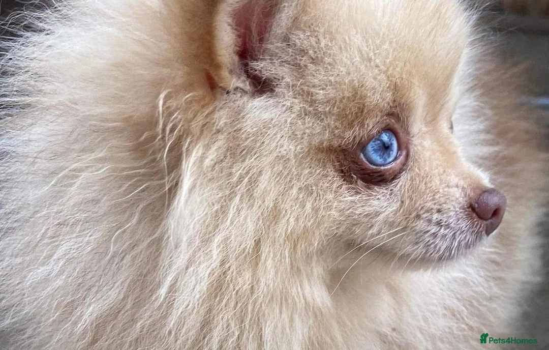 Pomeranian dogs for stud: Blue Eyed Merle Boy Orange Marble kc in Pontefract - Advert 8