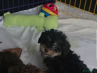 Doxiepoo dogs Beautiful toy poodle phantom rare colour 3/4 pups - Advert 6