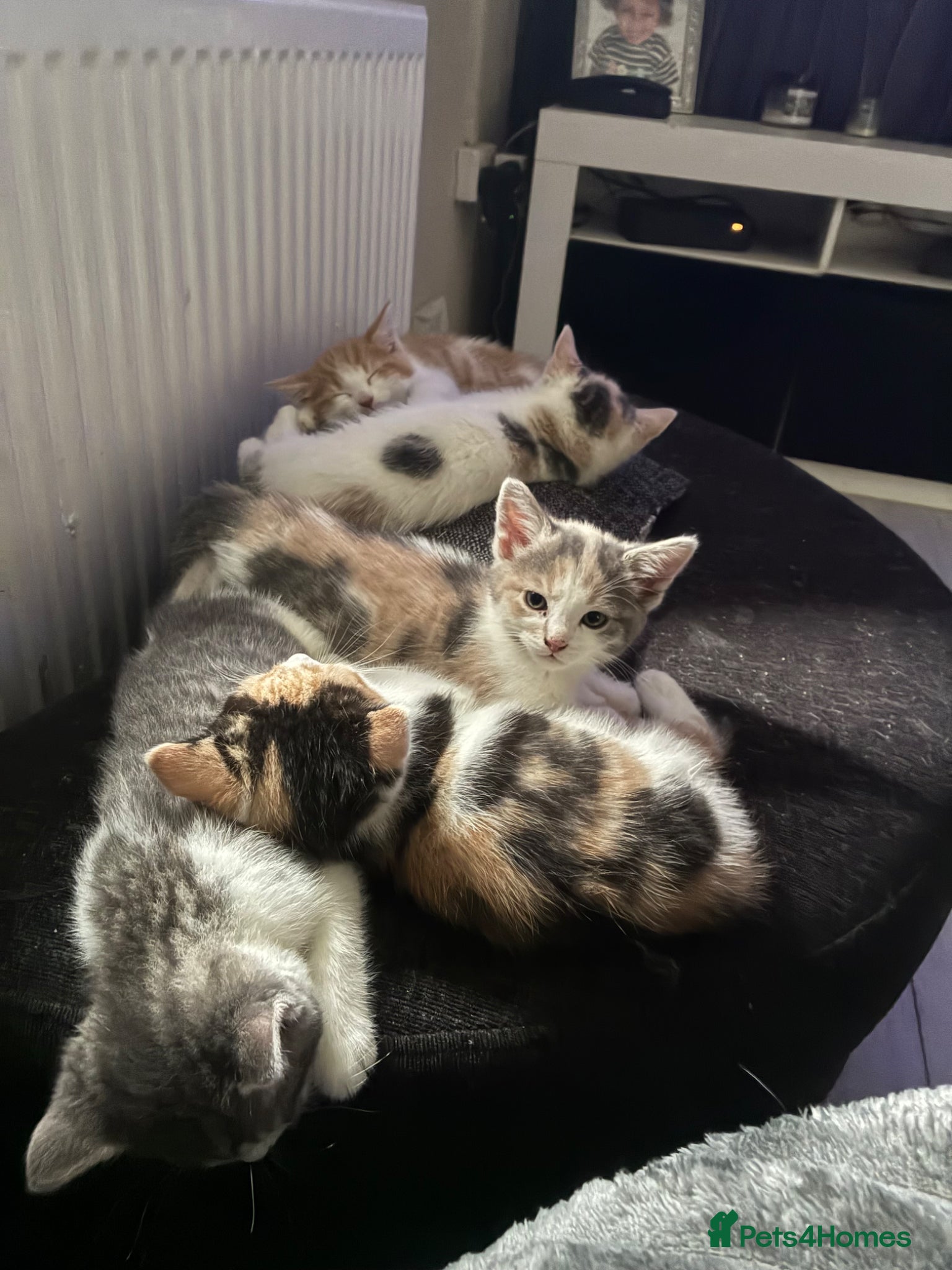 Mixed Breed cats Last 2 ready now kitten 2&4 - Advert 1