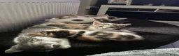Mixed Breed cats for sale: Last 2 ready now kitten 2&4 300 each  - Advert 1