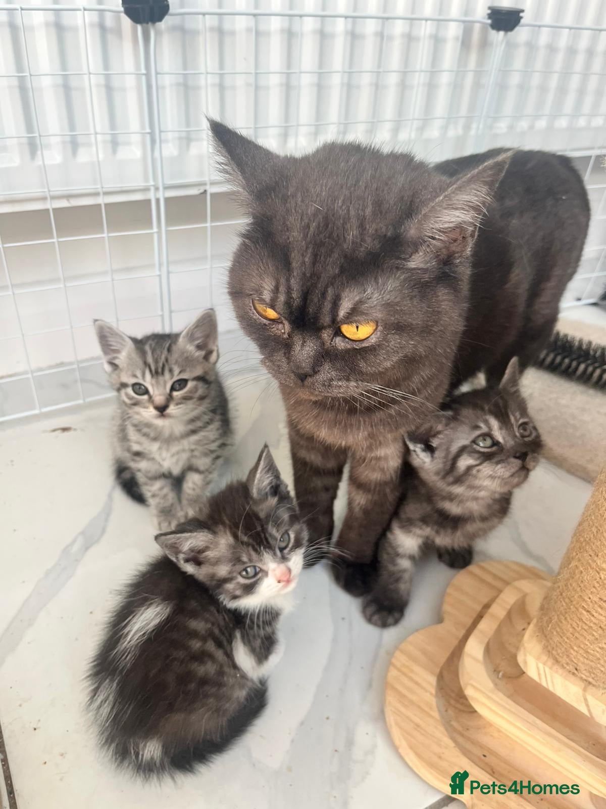 British Shorthair cats British shorthair cross kittens. Silver striped - Advert 11