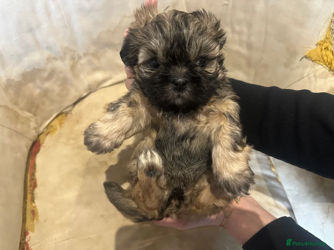 Shih Tzu dogs for sale: Shih Tzu Beauties, Imperial lines - Advert 9