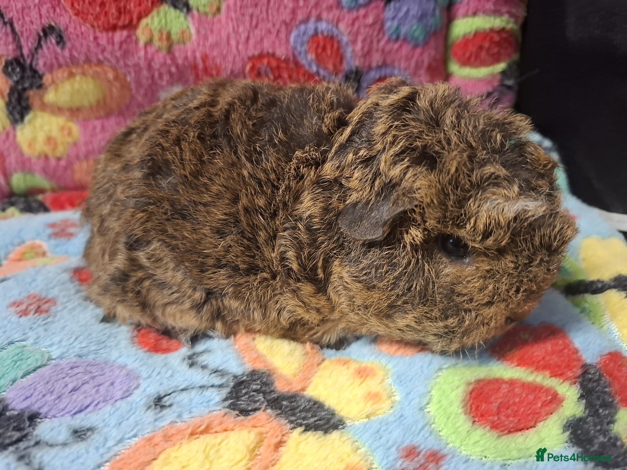 Guinea Pig rodents Baby Longhaired Boars Texel/Merino To Reserve - Advert 1