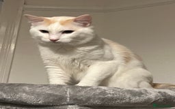Ragdoll cats for sale: Beautiful ragdoll  - Image 5