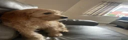 Mixed Breed dogs for sale: Golden Doodle puppies for sale  - Advert 21