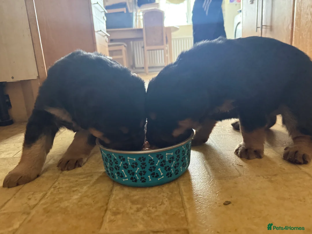 Mixed Breed dogs for sale: The best breed in the world  - Advert 3