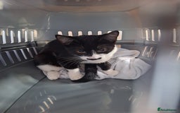 Domestic Shorthair cats for sale: Black and white female kitten  - Image 5