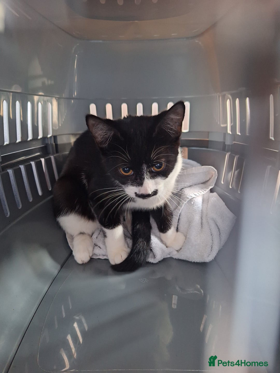 Domestic Shorthair cats for sale: Black and white female kitten  - Image 5
