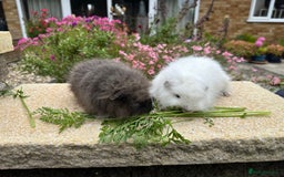 Guinea Pig rodents for sale: Beautiful Swiss guinea pig sows (girls) - Image 3