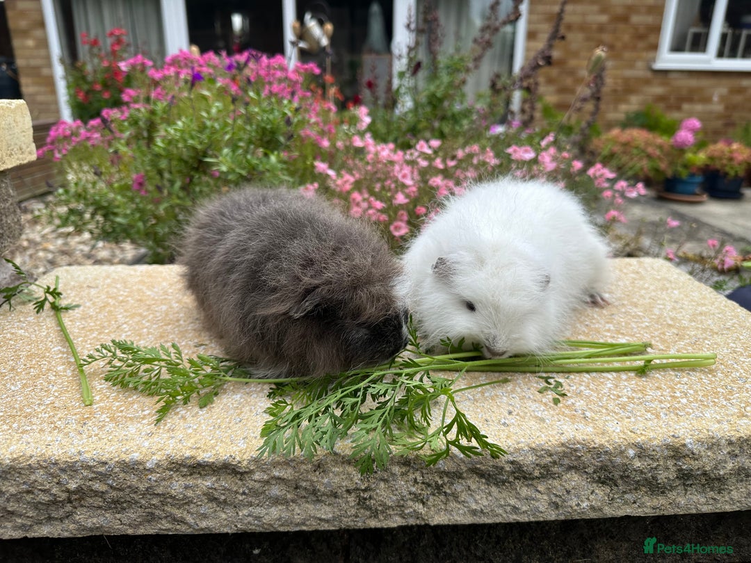 Guinea Pig rodents for sale: Beautiful Swiss guinea pig sows (girls) - Image 3