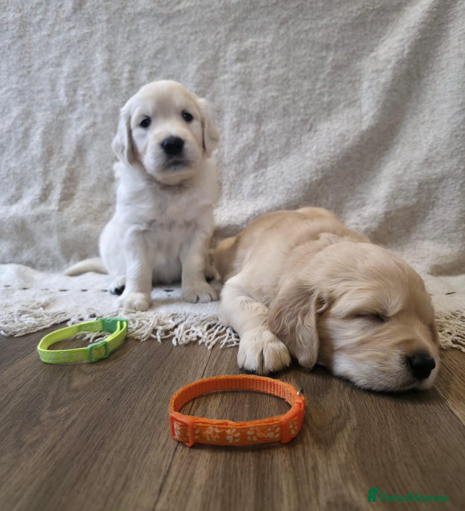 Golden Retriever dogs ONLY 2 LEFT ✨ Beautiful Golden Retriever puppies ✨ - Advert 6