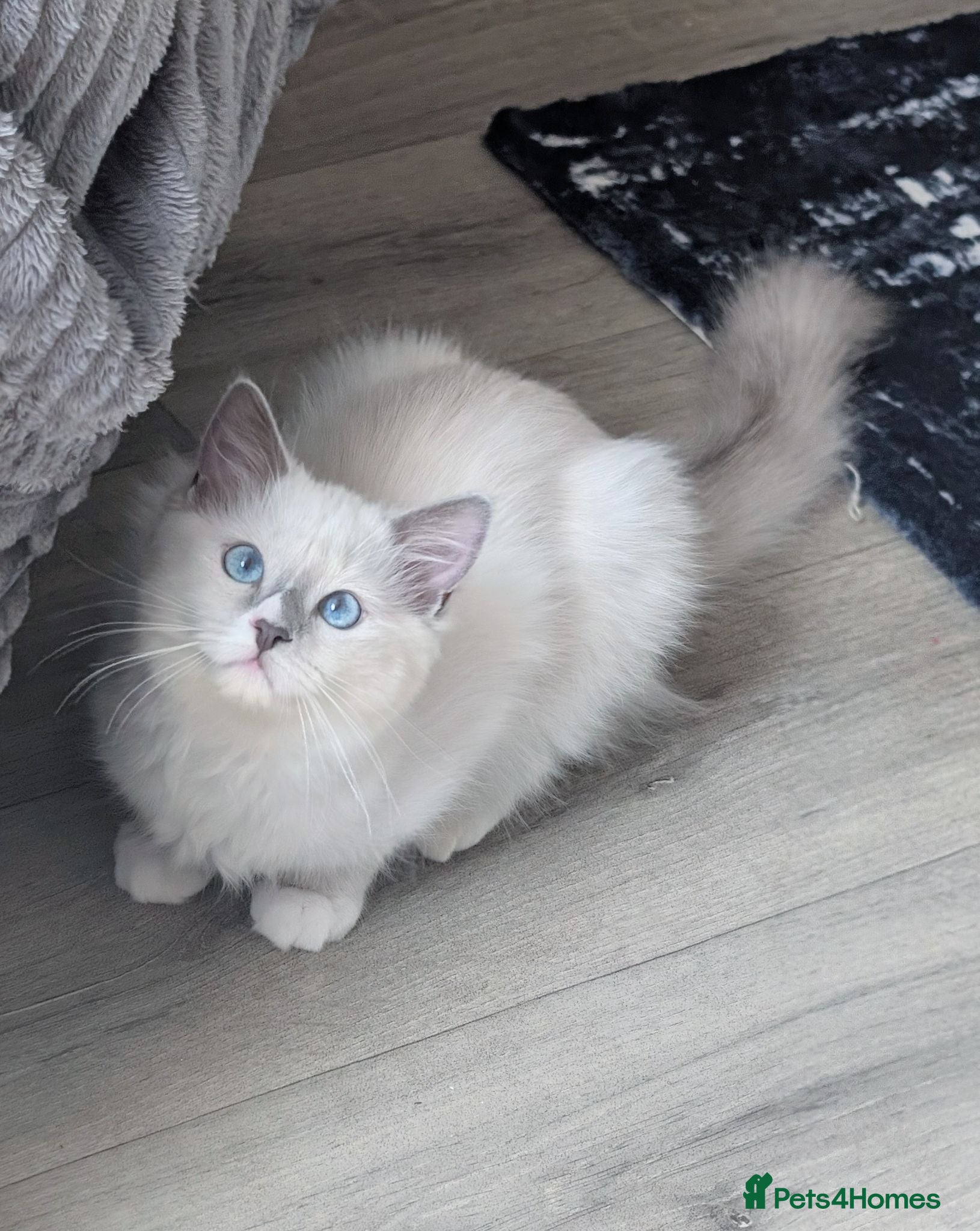 Ragdoll cats RTG!TICA,Champ,pedigree Ragdoll kitten  - Advert 10