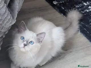 Ragdoll cats RTG!TICA,Champ,pedigree Ragdoll kitten - Advert 10