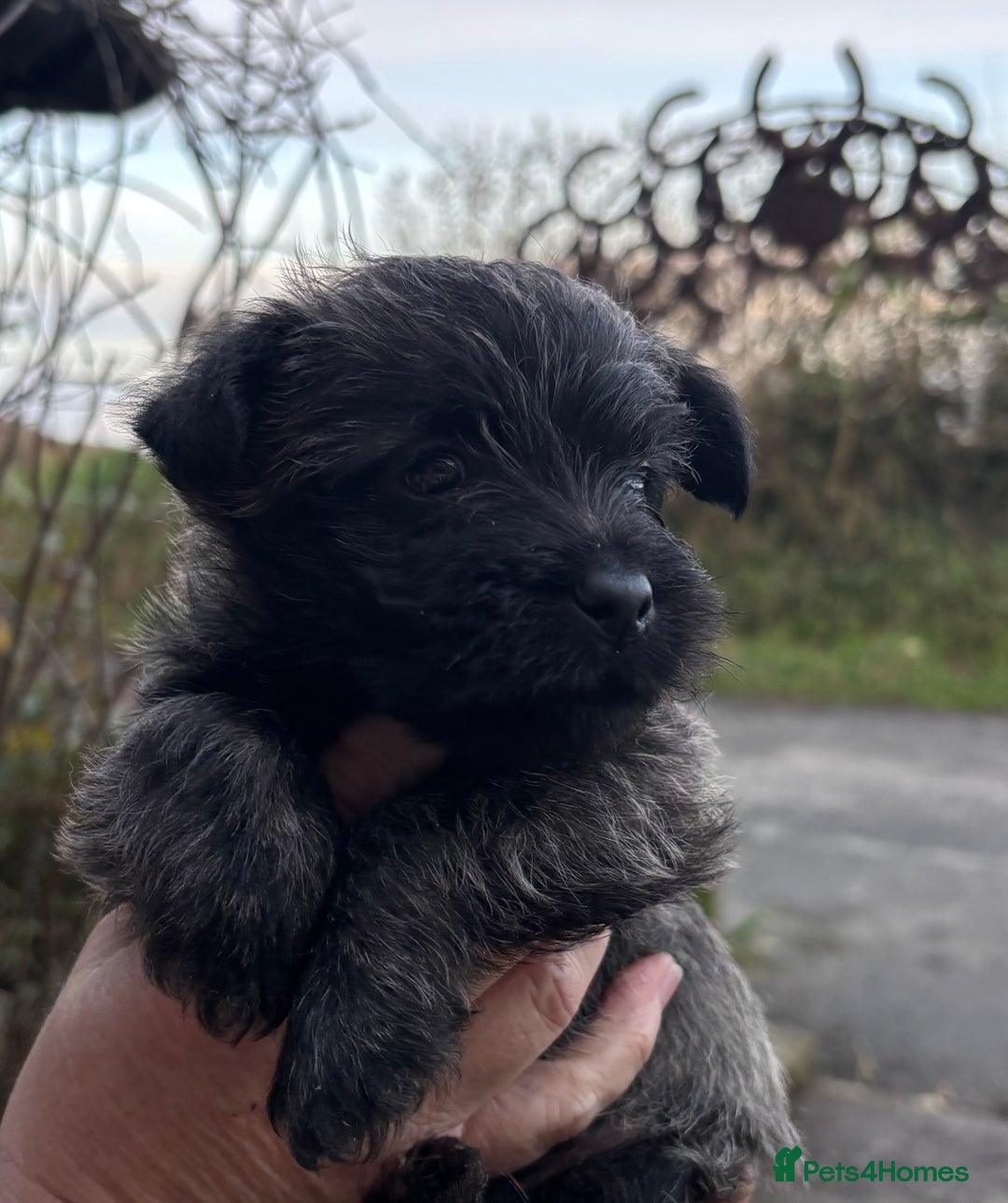 Cairn Terrier dogs for sale: Cairn Terrier Puppies  - Advert 2