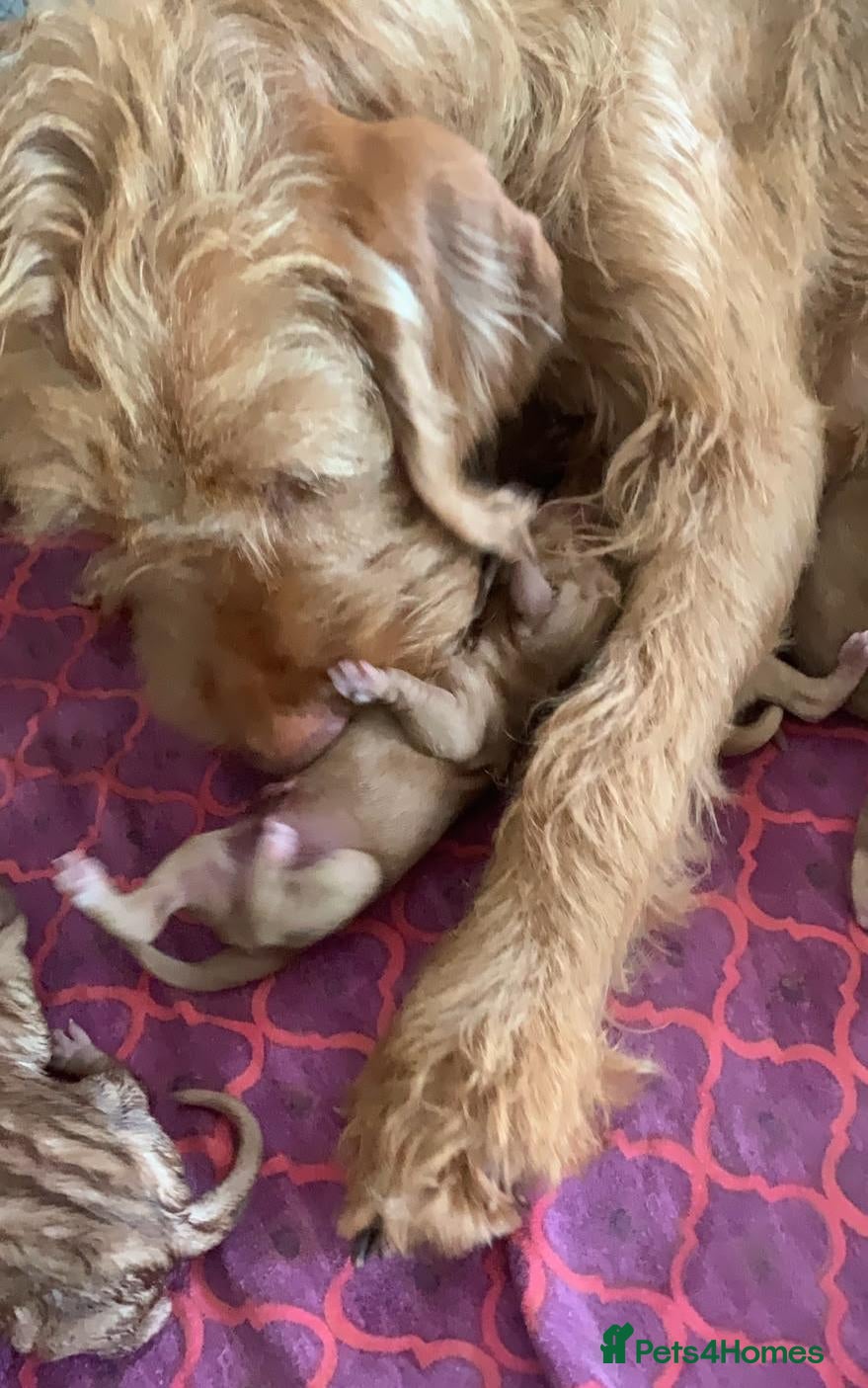 Hungarian Vizsla dogs Wirehaired Hungarian Vizsla 💕 - Advert 2