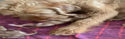 Hungarian Vizsla dogs for sale: Wirehaired Hungarian Vizsla 💕 - Advert 2