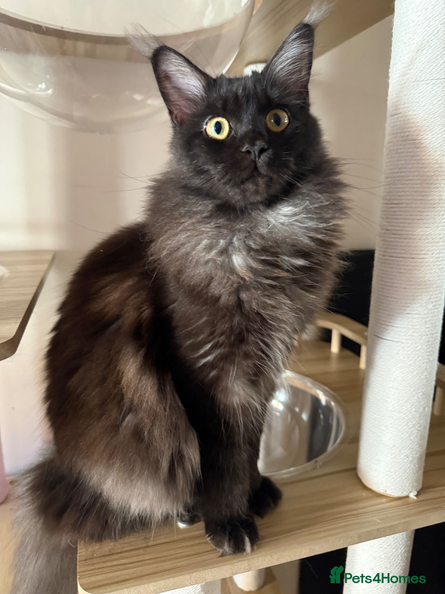 Maine Coon cats TICA Reg Black Smoke MaineCoon Female ACTIVE  - Advert 15