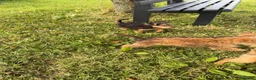 Lakeland Terrier dogs for sale: Lakeland Terrier pups - Advert 5