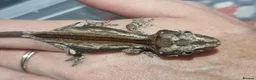 Gecko reptiles for sale: Gargoyle Gecko - Advert 3