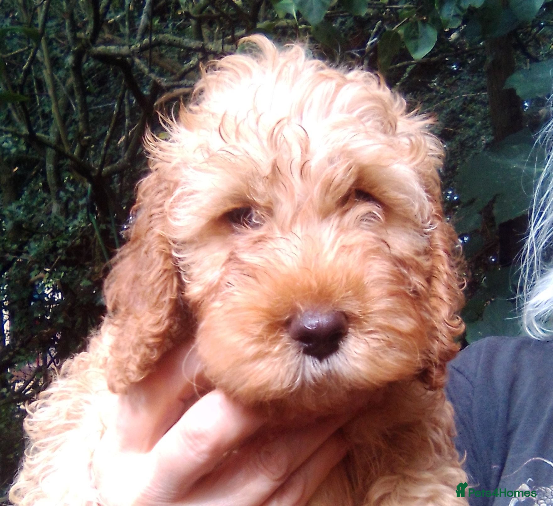 Cockapoo dogs Louie Louie Oh Baby  - Advert 2