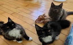 Maine Coon cats for sale: GCCF active / domestic Maine Coon  - Image 9