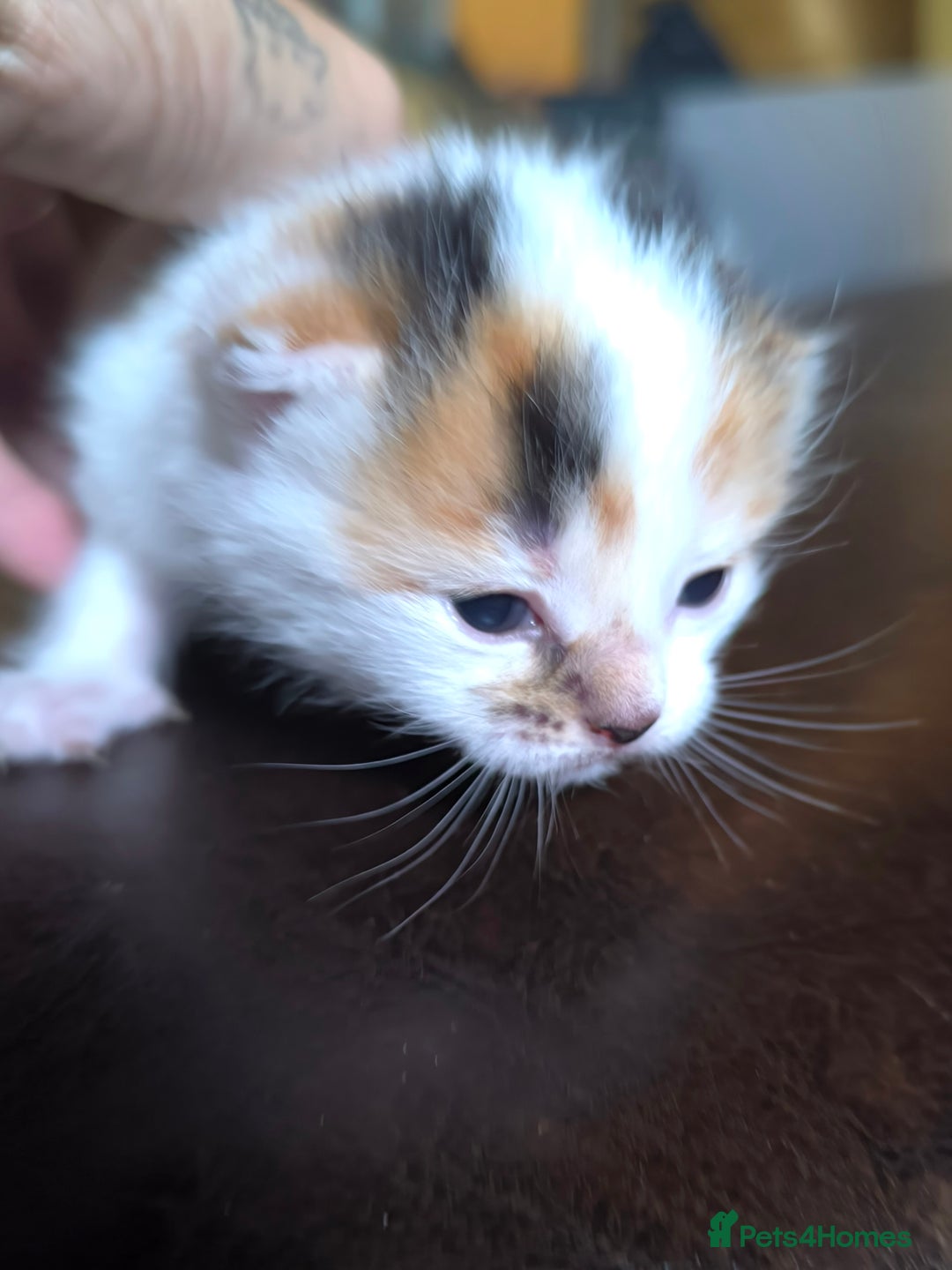 Domestic Shorthair cats for sale: 3 beautiful kittens - Image 2
