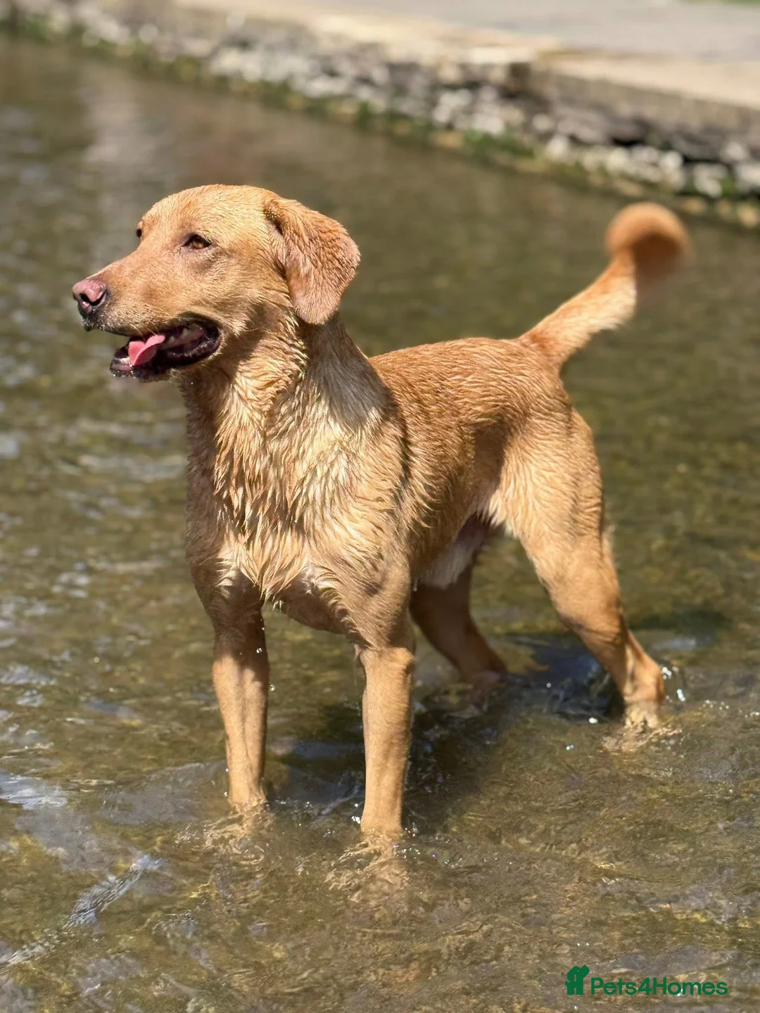 Labrador Retriever dogs for stud: ⭐️REGGIE⭐️ PROVEN KC REG WORKING LABRADOR STUD in Chelmsford - Advert 6