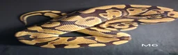 Python Snake reptiles for sale: Royal Pythons Male and Females  - Advert 12