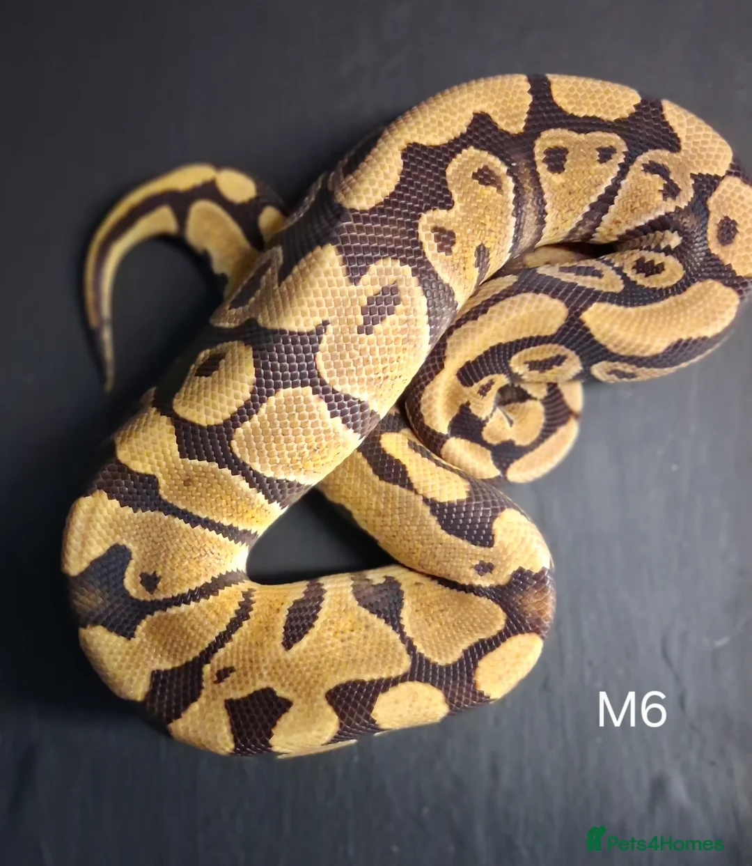 Python Snake reptiles for sale: Royal Pythons Male and Females  - Advert 12