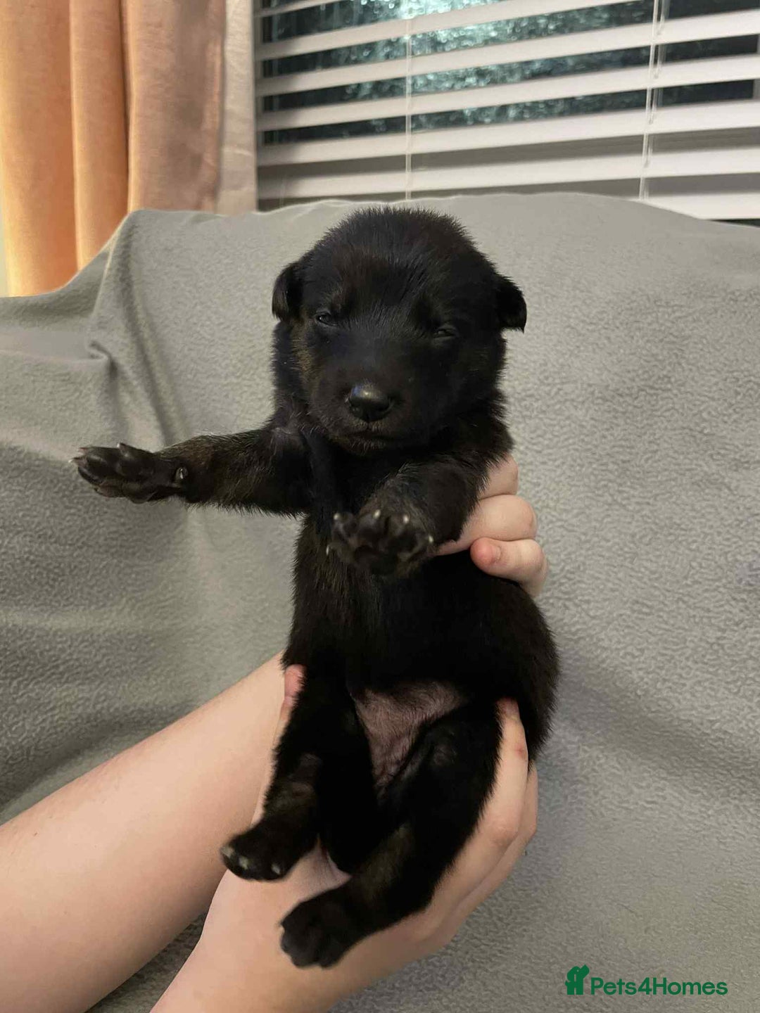 Mixed Breed dogs for sale: Thai ridgeback x merle border collie  - Image 6