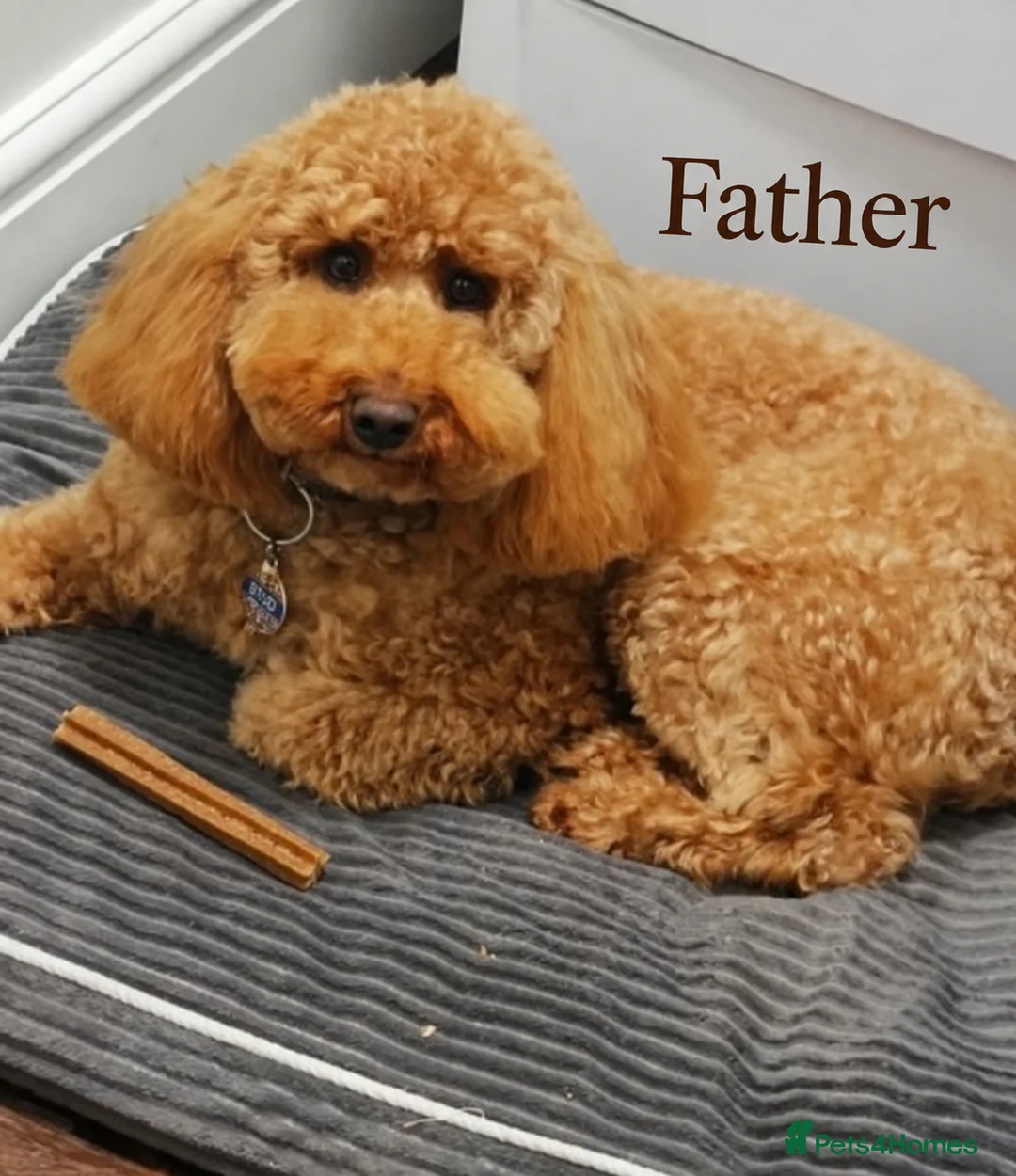 Cockapoo dogs for sale: F1BB Cockapoo girl – 2nd Vaccine & Microchipped - Advert 2