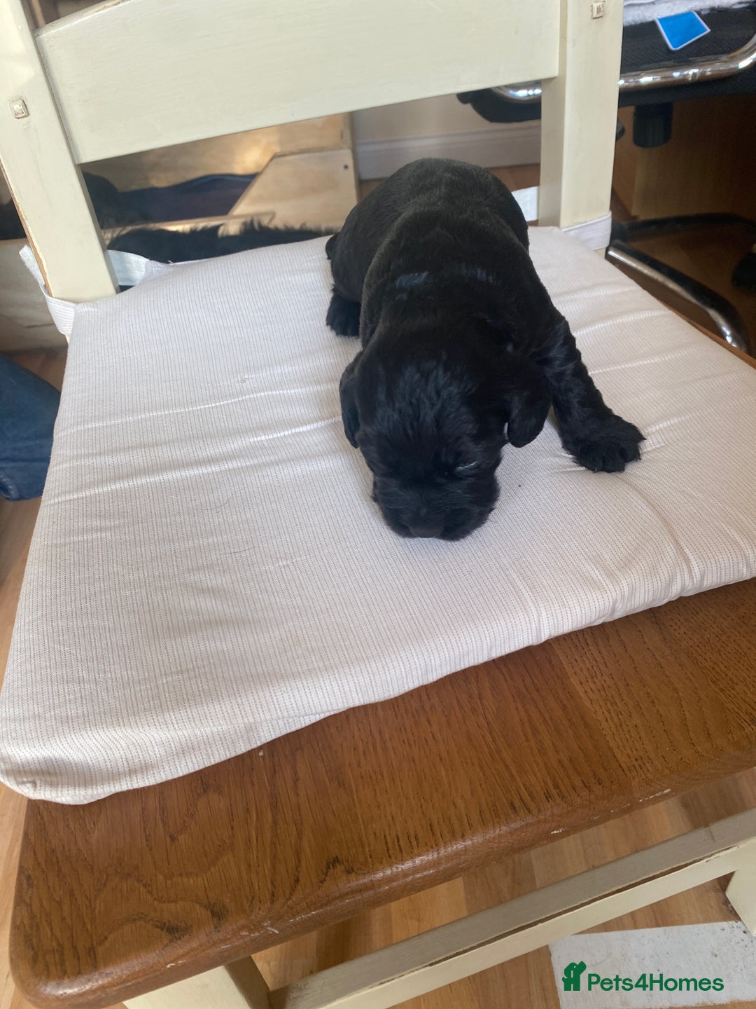 Cocker Spaniel dogs for sale: Beautiful Cocker Spaniel Puppies  - Image 7