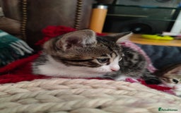 Mixed Breed cats for sale: 3 mix Bengal kittens - Image 10