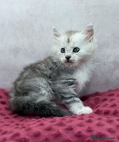 Maine Coon cats Maine Coons with Tests, Papers & Vet Checks - Advert 5