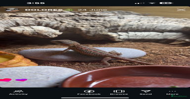 Bearded Dragon reptiles - Advert 6