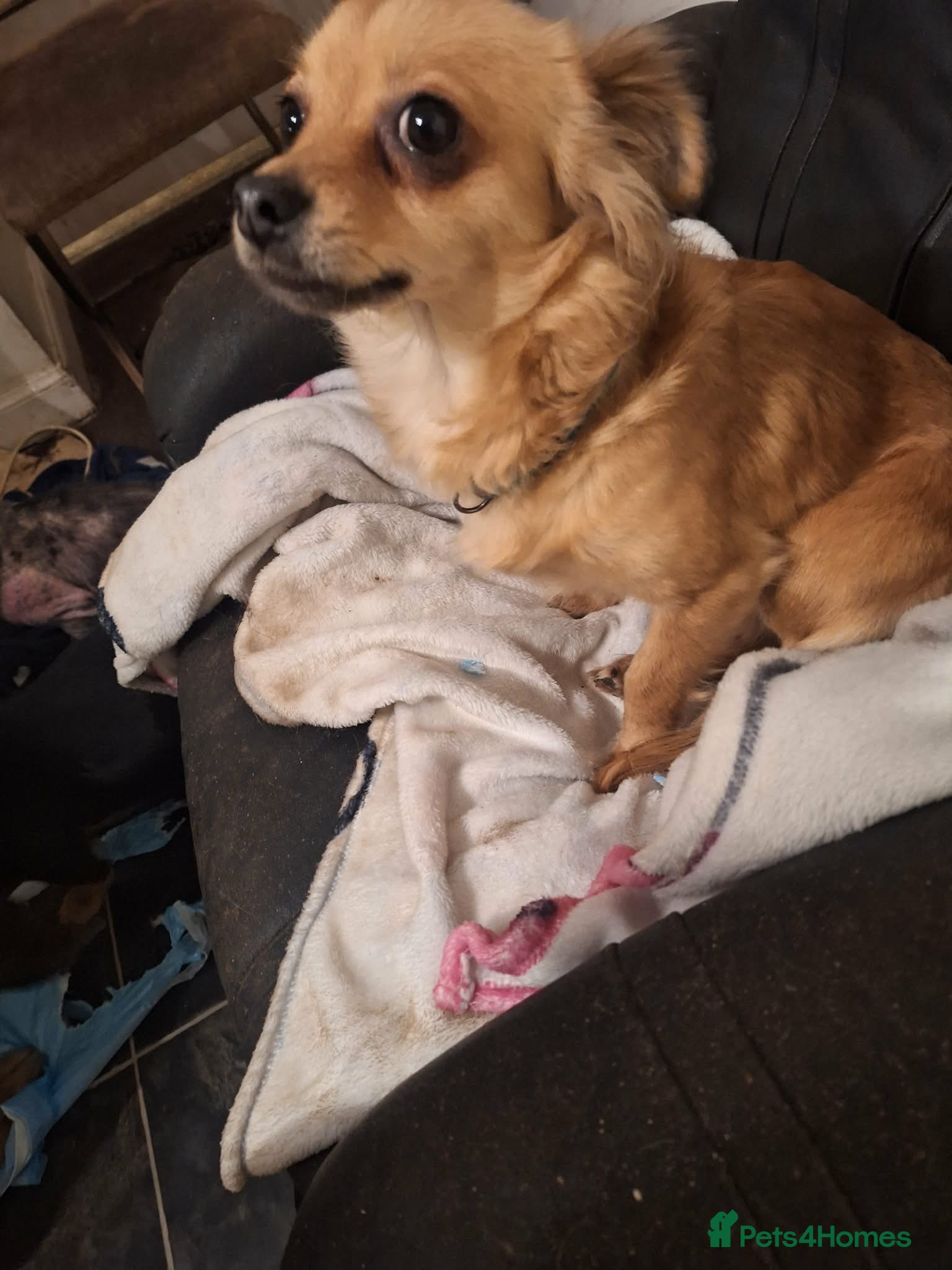 Chihuahua dogs Rex 6 month old  - Advert 4