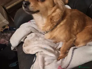 Chihuahua dogs Rex 6 month old - Advert 4