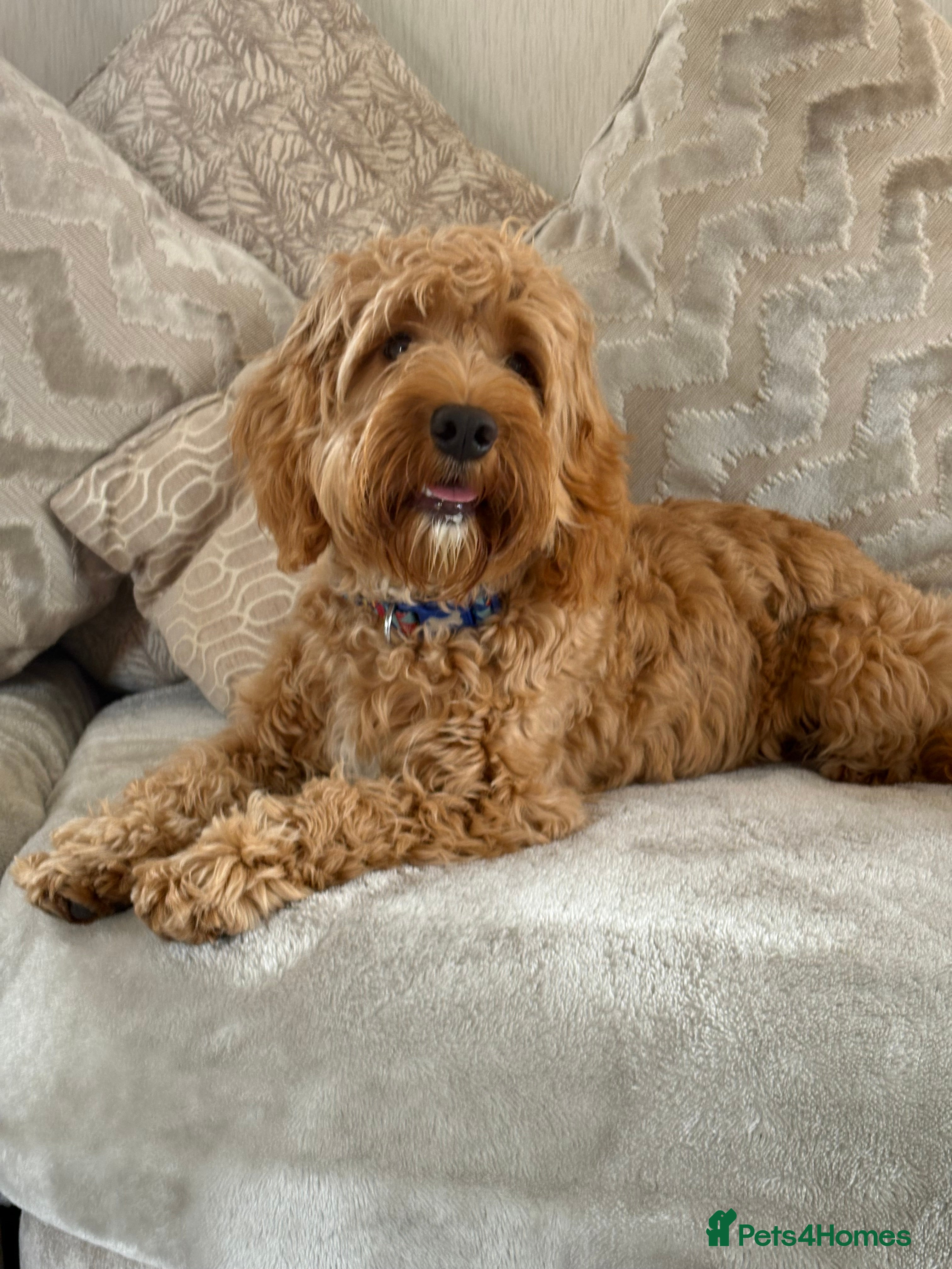 Cockapoo dogs 8 month cockapoo puppy  - Advert 2