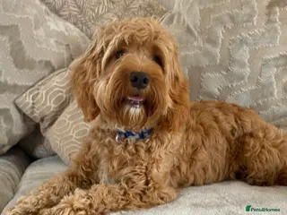 Cockapoo dogs 8 month cockapoo puppy - Advert 2