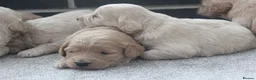 Mini Goldendoodle dogs for sale: Beautiful F1 Goldendoodles - Advert 12