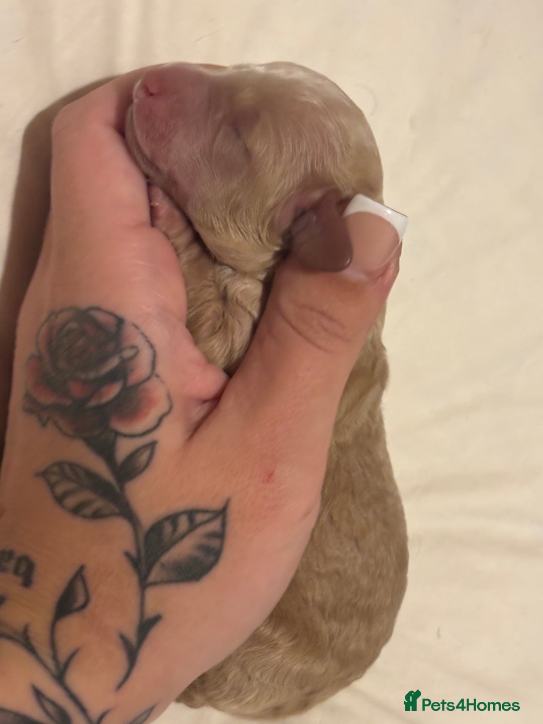 Miniature Poodle dogs for sale: Miniature poodles for sale  - Advert 8