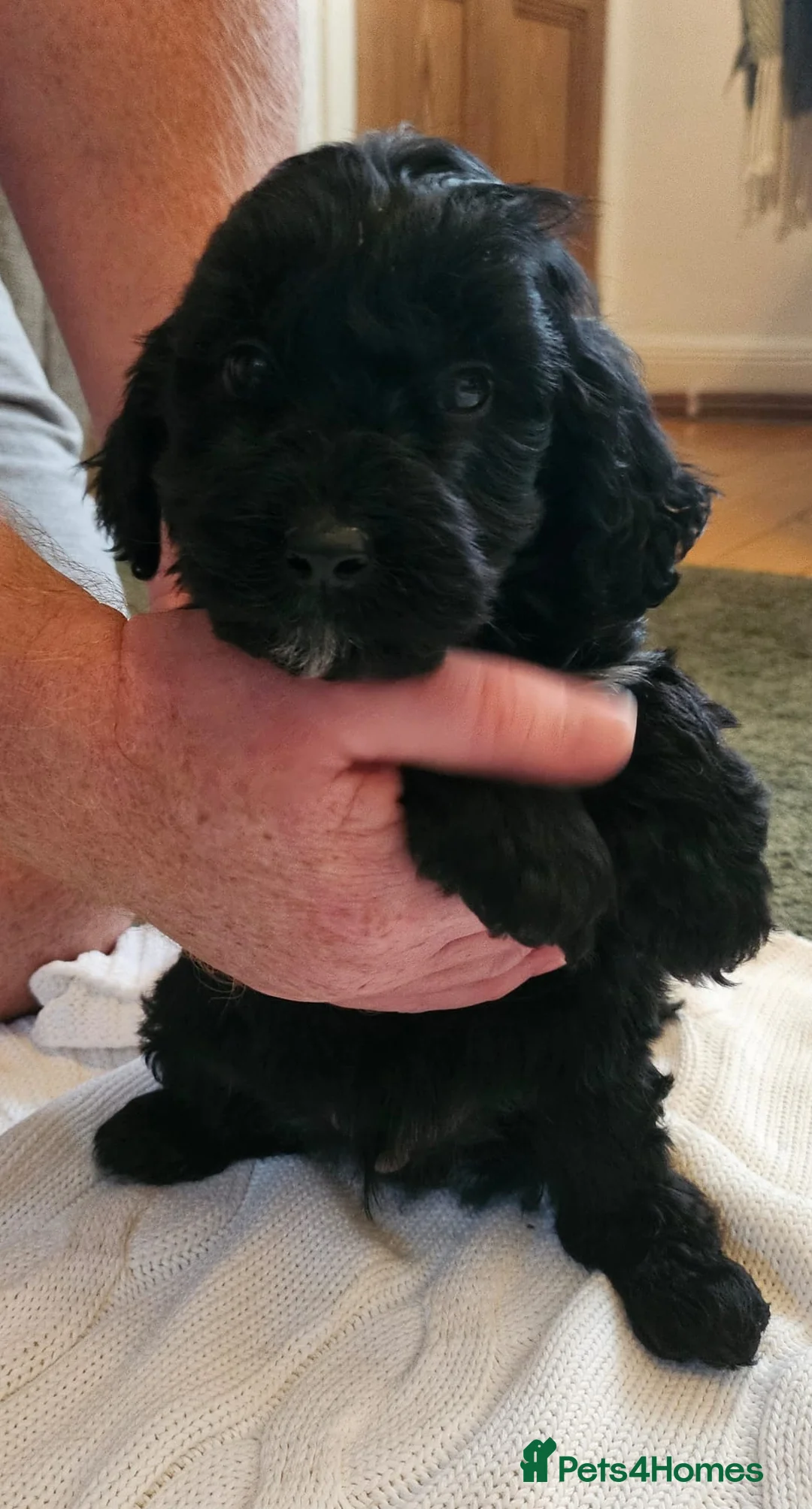Sproodle dogs for sale: STUNNING SHOW SPRINGAPOO PUPPIES FOR SALE  - Advert 7