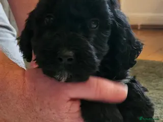 Sproodle dogs STUNNING SHOW SPRINGAPOO PUPPIES FOR SALE - Advert 8