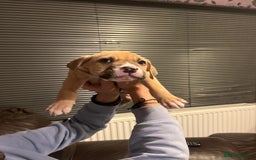 Mixed Breed dogs for sale: Boxer/Staff/Cane Corso Puppies for Sale - Advert 26