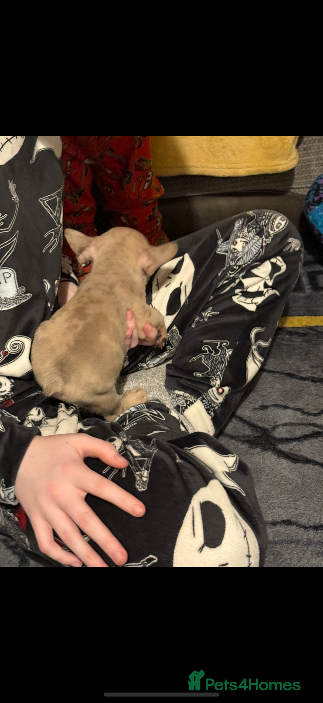 French Bulldog dogs for sale: French Bulldog Puppies 3 Male 4 Female  - Image 29