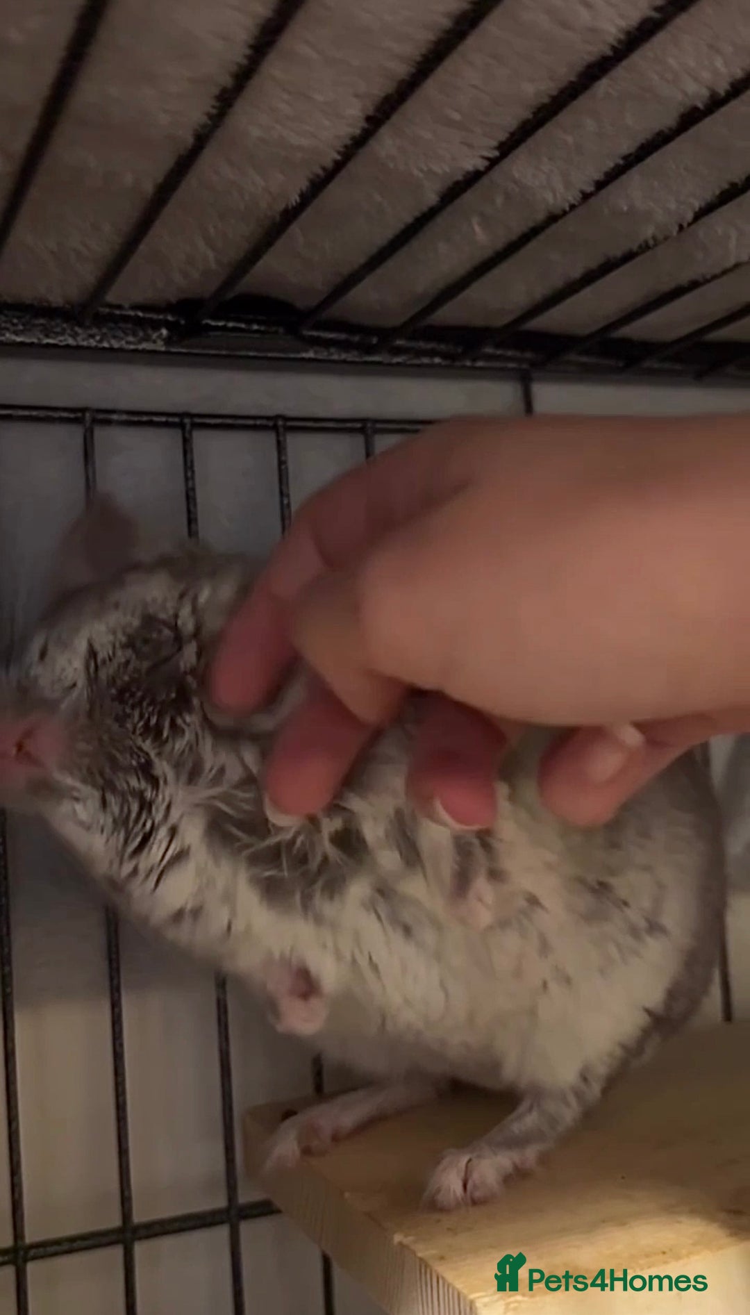 Chinchilla rodents for sale: Beige Chinchilla Boy - Advert 3