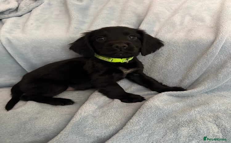 Cocker Spaniel dogs in Hornchurch - Advert 3