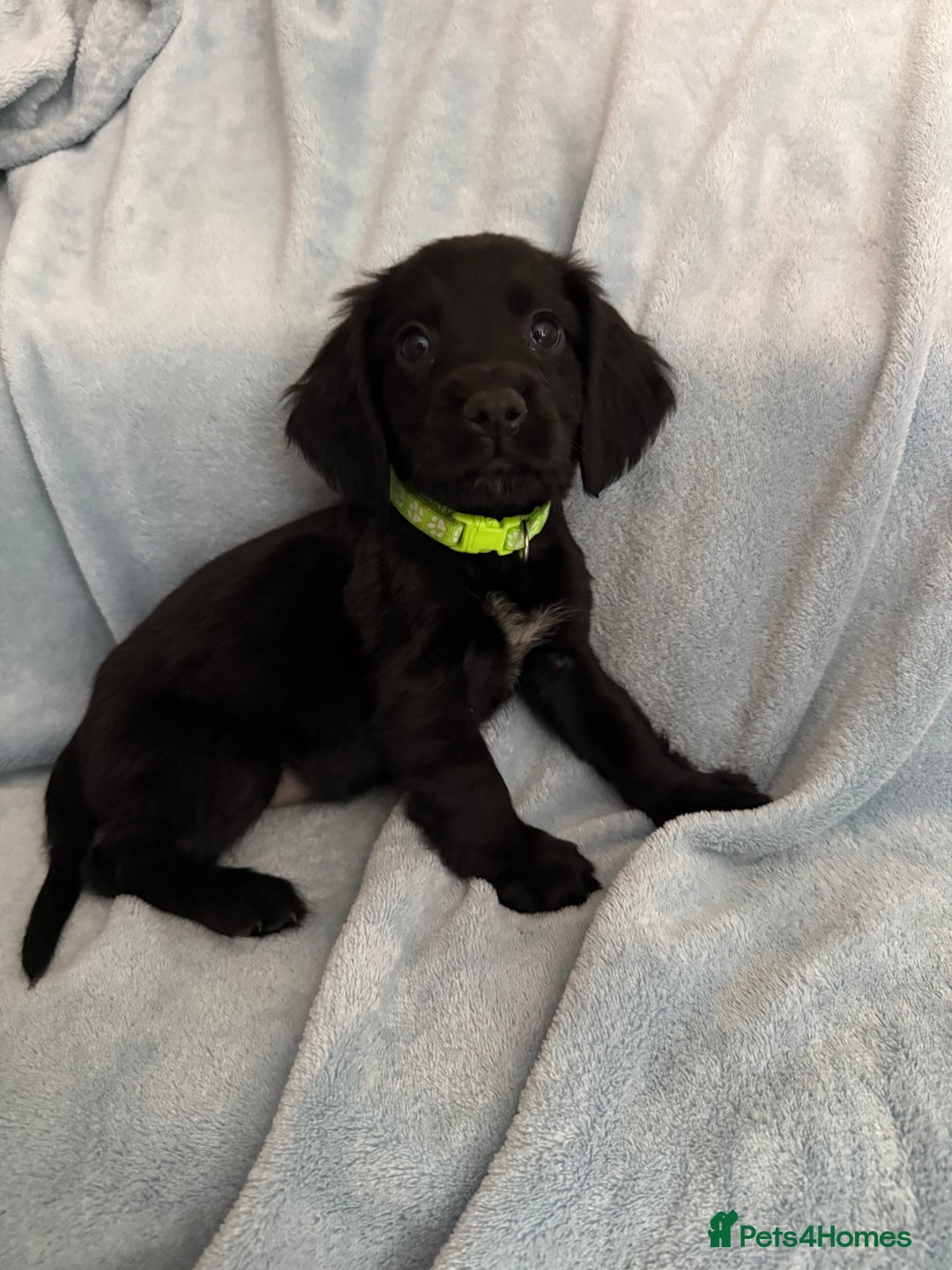 Cocker Spaniel dogs for sale: Ready to leave! 7 beautiful cocker spaniel pups in Hornchurch - Image 4