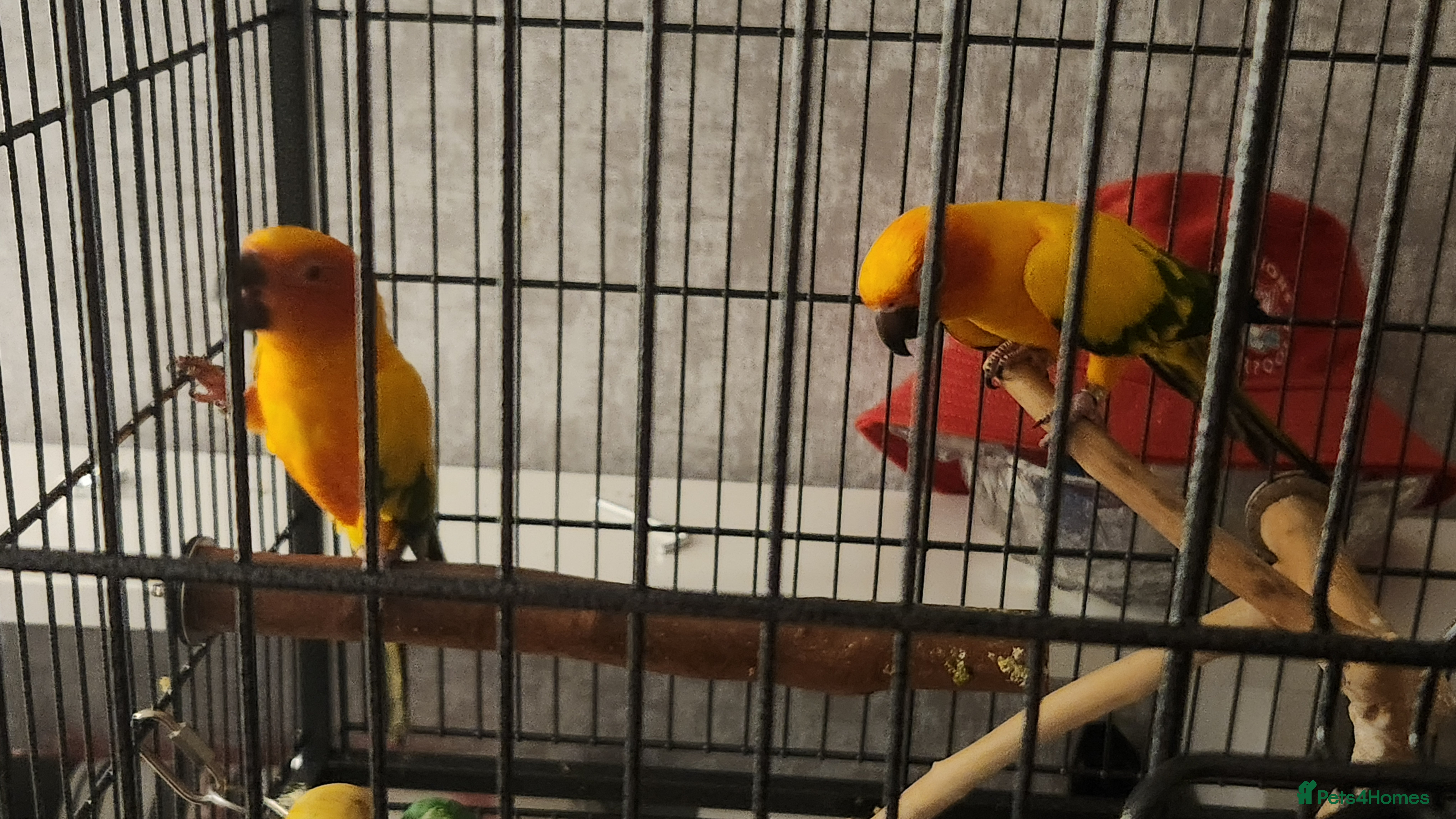 Parrots birds Breeding pair Sun Conure - Advert 23